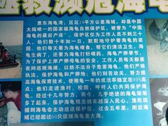 -广东惠东海龟国家级自然保护区