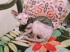 -猫色咖啡·猫咖