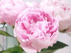 -双季花艺园艺市场(浦东店)