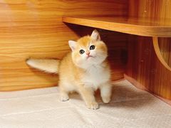 -猫十亿·布偶金渐层·曼基康矮脚猫舍(青年路店)