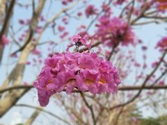 -观澜湖旅游度假区