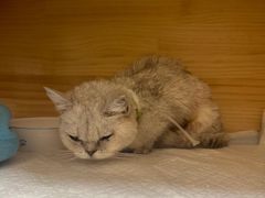 -康旭宠物医院(郑州总院)