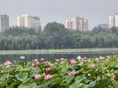 -莲花池公园