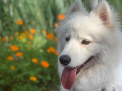 -翊宠yipet猫狗购宠庄园犬舍•猫舍