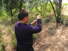 -鲁山国家森林公园