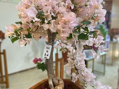 -花之城