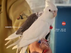 -中环花鸟鱼虫市场