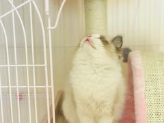 -Bastet sally猫舍购宠(静安店)