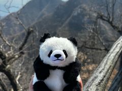 -栾川竹海野生动物园