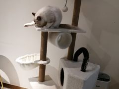 -喵喵咪呀布偶猫咖(春熙路店)