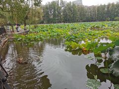 -MAP CHA普洱茶馆(翠湖店)