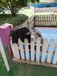 -萌宠亲子动物乐园(槐房万达店)