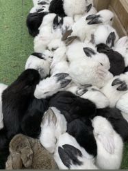 -萌宠亲子动物乐园(槐房万达店)