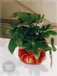 -诗碧曼养发