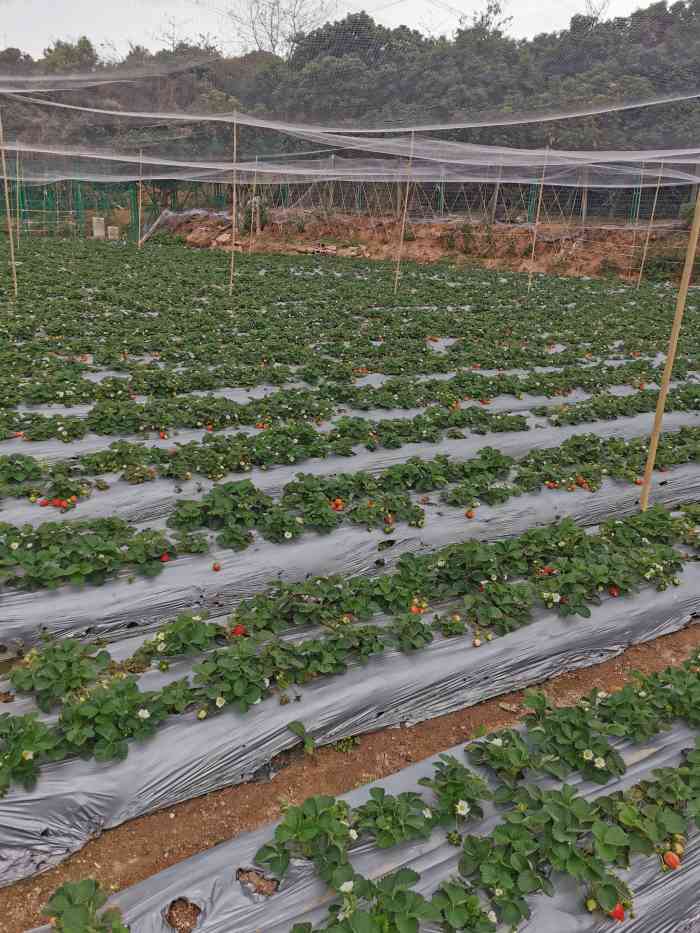 西丽白芒草莓园-"周末去的,这个草莓园在白芒村口有标示,现.