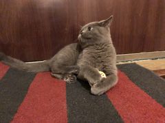 -北京观赏动物医院·24小时大型综合·猫专科·异宠专科