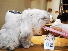 -藏猫猫咖啡主题馆(中央大道店)