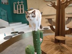 -飞行喵MR PILOT|猫舍·猫咖(静安大融城店)