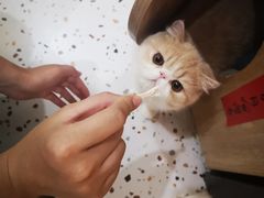 -滚猫咖啡·猫咖·猫友好撸猫(未来城店)