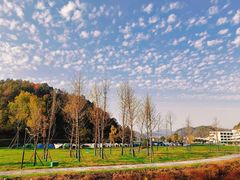 -千年银杏谷文化旅游区