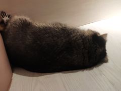 -浣熊柯尔鸭土拨鼠·电玩咖