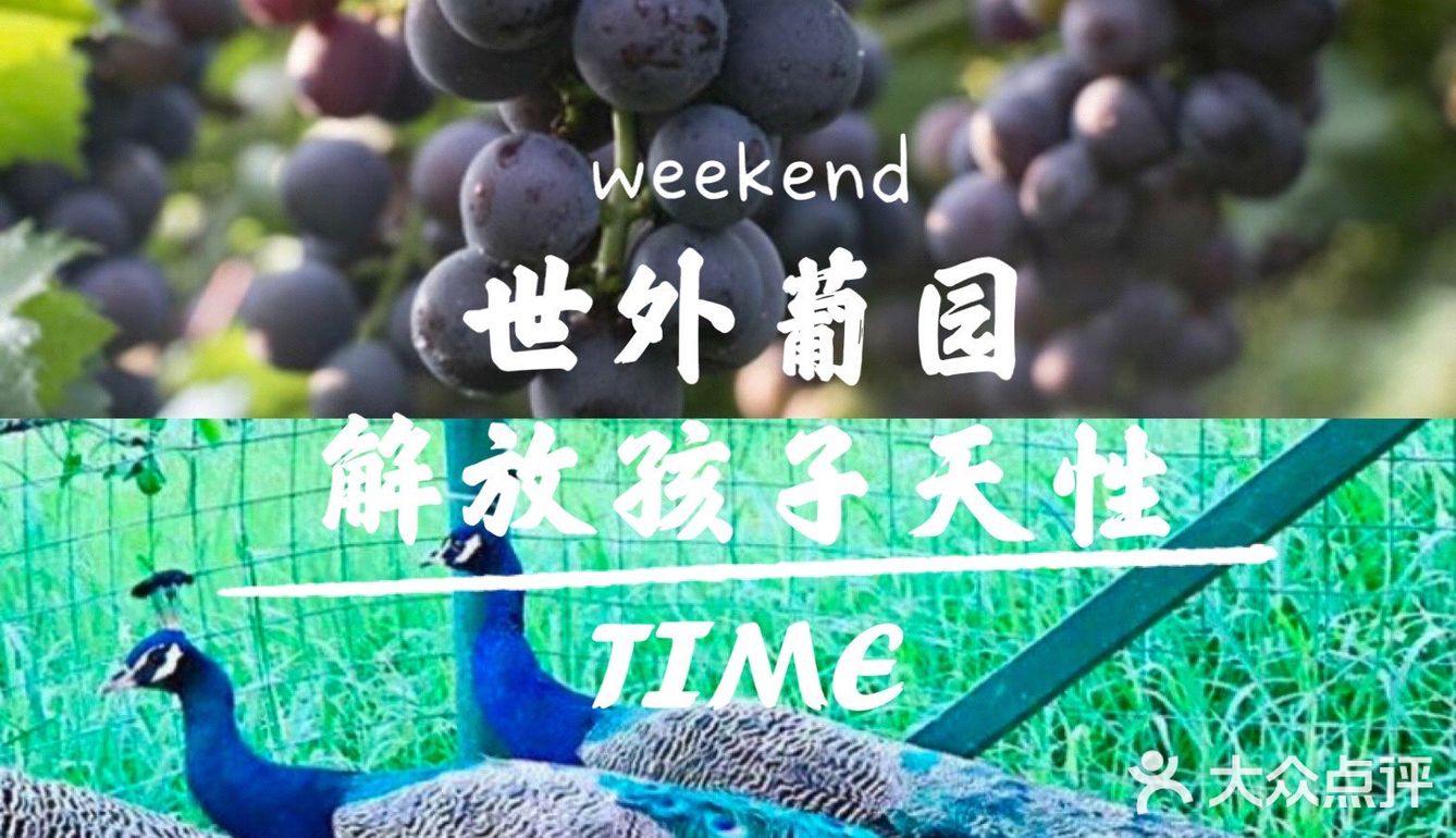 周末放电指南 世外葡园