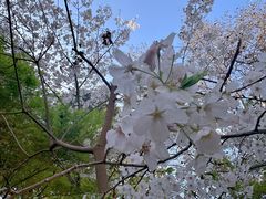 -上海共青森林公园