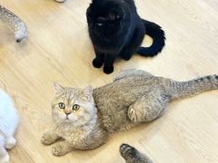 -有喵·猫咖·狗咖·30几只猫10只小狗(岗厦店)