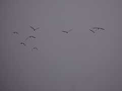 -吴淞炮台湾湿地森林公园烧烤区