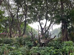 -广州长隆飞鸟乐园