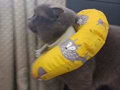 -艾吉宠物医院·疑难杂症转诊中心·猫友好(碧江路院)