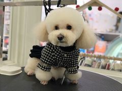 -BABYDOG宝贝狗宠物乐园(欧洲城店)