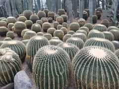 -南山植物园