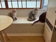 -Let's go狗咖·猫咖·奶狗·桌游(春熙路IFS店)