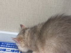 -安安宠医宠物医院·异宠·犬猫内科(岳阳分院)