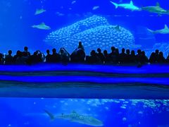-珠海长隆海洋王国