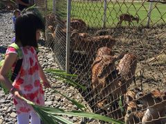 -鹿境梅花鹿生态园区
