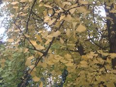 -四川大学(华西校区)