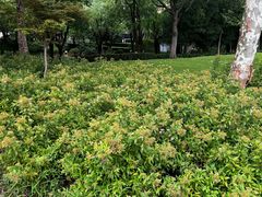 -陈家山荷花公园