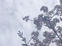 -武汉大学-樱园