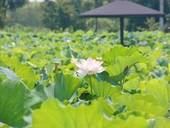 -梁鸿国家湿地公园
