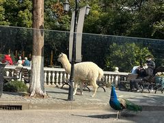 -J Create城市露营咖啡·简餐·宠物(上海动物园店)