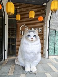 点击看大图 -深礼堂·艺术中心·婚礼·活动·宴会厅(欢乐海岸店)