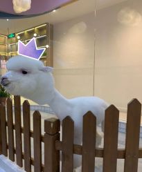 -Moni星球萌宠·小马宝莉·灵蛇·高端高阶全萌宠互动体验俱乐部(红豆国际广场店)