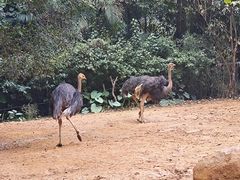 -广州长隆野生动物世界