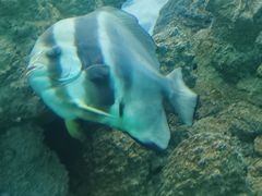 -上海海洋水族馆