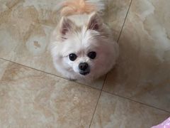 -宠颐生动物医院·心脏科·保险定点(锦阳分院)