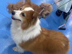 -天使宠物医院·犬猫分诊(彩虹店)