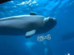 -海合安成都极地海洋公园