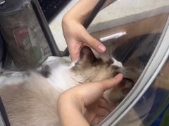-瑞鹏宠物医院华南总院·夜诊·心脏科·骨科